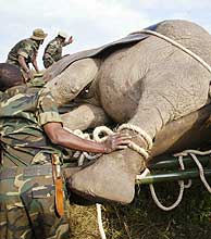 Kenia traslada cientos de kilómetros a 400 elefantes para salvar a un paraje de la superpoblación