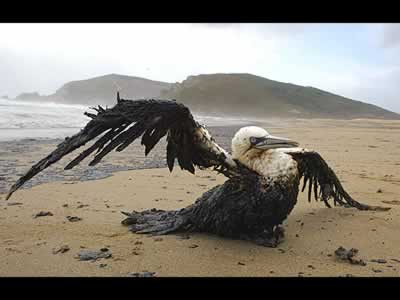 Greenpeace alerta de que hay manchas de petróleo en el Golfo de México