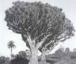 Los árboles singulares de Canarias en un catálogo para su protección
