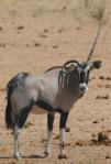 Oryx , el unicornio del desierto de Omán