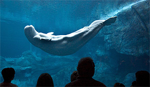 Inaugurado el mayor acuario del mundo donde conviven más de 100.000 especies submarinas, entre ellas ballenas