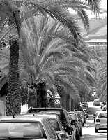 Asaja exige la aplicación de una orden estatal que permite poner en cuarentena a las palmeras foráneas