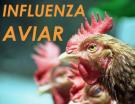 Italia confirma dos casos de gripe aviar tras hallar 17 cisnes muertos