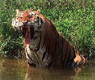 China multiplica por 400 su población de tigres siberianos y de bengala