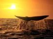 Ballenas y delfines en Azores