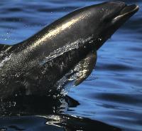 Una especie poco común de delfines corre peligro