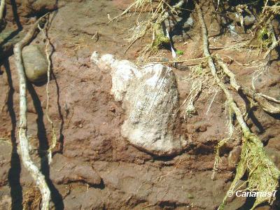 Fósiles en Juan Grande, San Bartolome de Tirajana