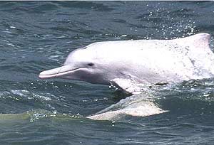 China construirá una gran reserva para el amenazado delfín blanco