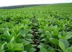 'La soja está matando la agricultura de Latinoamérica'