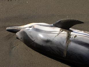 Crónica y fotos de cómo encontramos un delfín muerto en las costas de Telde.