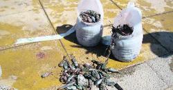 Patinegro alerta de un 'mar de plomo' en la costa de Arinaga