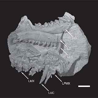 Hallan un fósil que demostraría que la vida apareció antes de lo pensado
