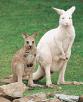 El Oasis Park La Lajita tiene un nuevo canguro albino