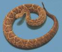 Descubierta una serpiente en el corazón de Borneo que cambia de color, como los camaleones