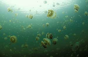 El número de medusas triplica ya al de peces en algunos mares