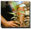 Plantación del Grupo La Vinca-Ecologistas en Acción