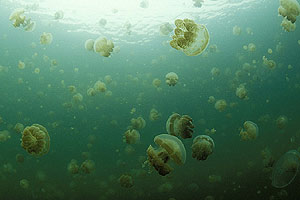 Las medusas seguirán en las costas mediterráneas todo el verano