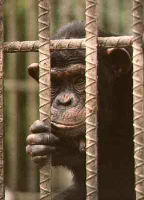 Los Verdes piden una reforma del Código Penal que incluya la tipificación como delito del maltrato a los grandes simios