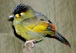 Descubren una nueva especie de pájaro en el noreste de la India
