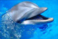 Varamiento en Telde de un delfín listado