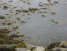 Proliferación de algas en las costas canarias