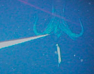 Científicos japoneses captan las primeras imágenes de un calamar gigante vivo