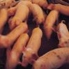 Heces de cerdo, energía alternativa en la China rural