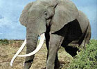 Elefante: el gigante africano