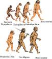 El Origen del Hombre, 5 millones de años de historia evolutiva