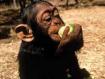 'Lulú' y 'Lucas' serán trasladados a una reserva natural de primates en Madrid. El Seprona contacta con el santuario de animales Rainser. El Consistorio colaborará