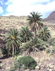 Una voraz plaga de insectos amenaza todos los palmerales naturales de Gran Canaria