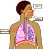 La contaminación frena el desarrollo pulmonar de los niños