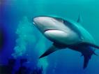 Mueren cada año más de 150 millones de tiburones a los que cortan sus aletas